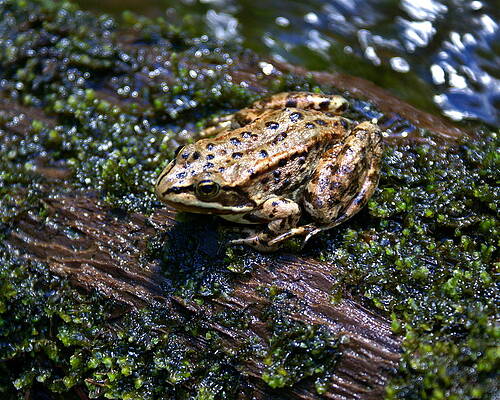 Wall Art - Photograph - Frog on a Log 3 by Ben Upham III