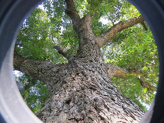 Wall Art - Photograph - From The Root by Aaron Martens