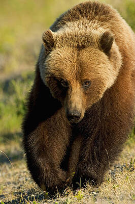 Wall Art - Photograph - Frontal View Of Grizzly Walking by John Hyde