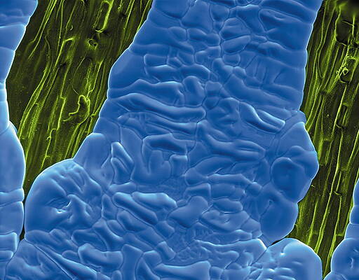 Wall Art - Photograph - Frost On Grass by Science Photo Library