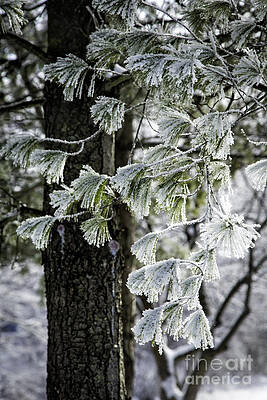 Frosted Conifer by Timothy Hacker Frosted Conifer by Timothy Hacker