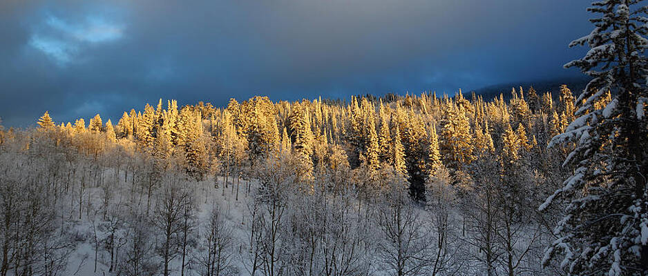 Wall Art - Photograph - Frosted Grove by David Andersen