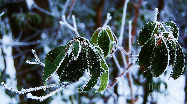 Frosted Leaves by Courtney Dagan Frosted Leaves by Courtney Dagan