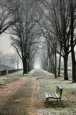 Frosted Path by Dave Byers