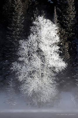 Wall Art - Photograph - Frosty by Jakub Sisak