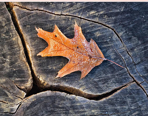 Wall Art - Photograph - Frosty Leaf on Tree Trunk by Gary Slawsky