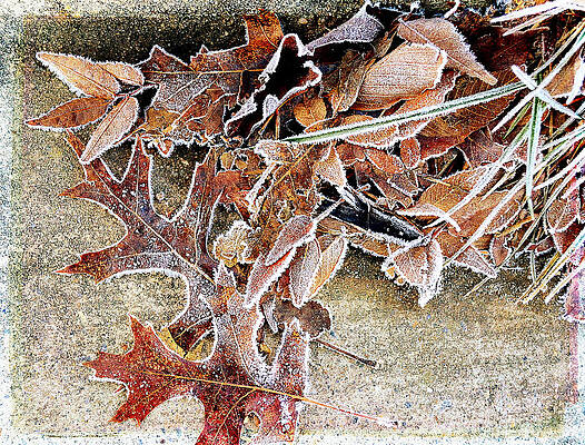 Frosty Morn by Michelle Ayn Potter Frosty Morn by Michelle Ayn Potter