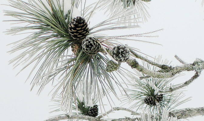 Frosty Pine Cones by Dr Carolyn Reinhart Frosty Pine Cones by Dr Carolyn Reinhart