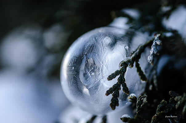 Wall Art - Photograph - Frozen Bubble on a Pine Tree by Crystal Wightman
