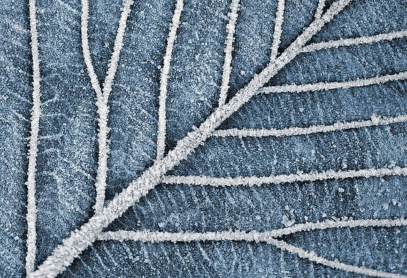 Frozen Leaf Veins by Dreamland Media Frozen Leaf Veins by Dreamland Media