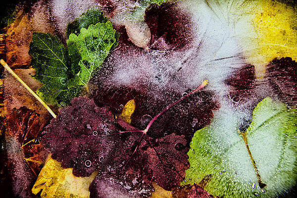Frozen Leaves by John Monteath