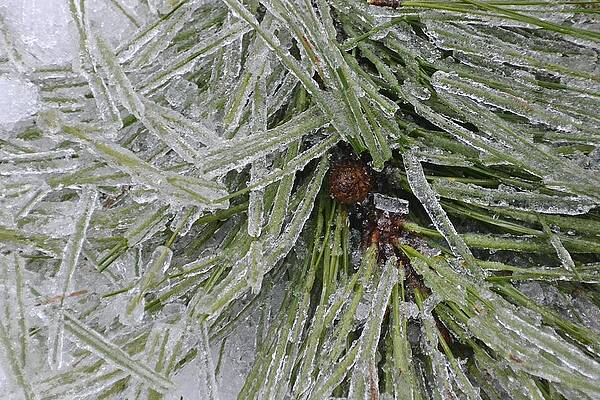 Pine Crystals by Sue McGlothlin Pine Crystals by Sue McGlothlin