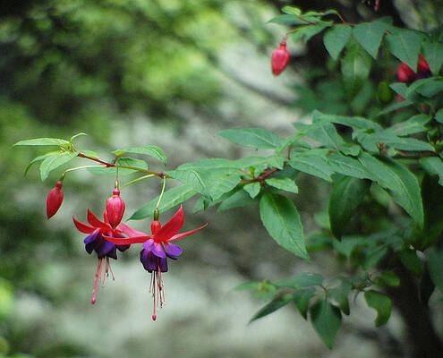  Photograph - Fuchsia floral beauty at its best. by Dave Byrne