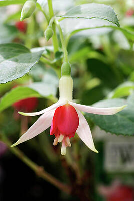 Wall Art - Photograph - Fuchsia (fuchsia 'peggy') by Science Photo Library