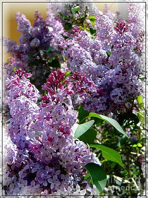 Full bloom Lilacs by Michelle Frizzell-Thompson