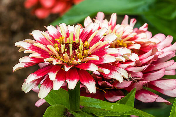 Full Bloom by Paul Johnson Full Bloom by Paul Johnson
