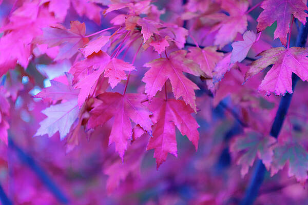Wall Art - Photograph - Full Frame Of Maple Leaves In Pink And by Noelia Ramon - Tellinglife