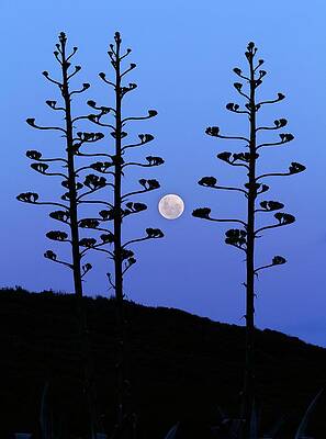 Wall Art - Photograph - Full Moon And Agave Trees by Science Photo Library