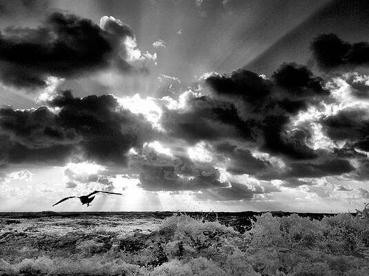Full of Morning by Andrew Royston Full of Morning by Andrew Royston