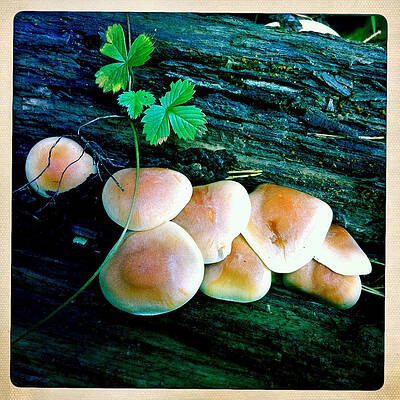 Wall Art - Photograph - Fungi growing on tree log by Matthias Hauser