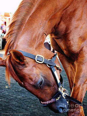 Funny Cide A Champion by Deborah North