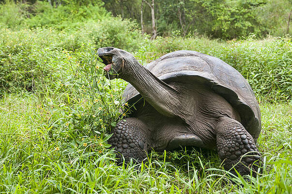 Pinzon Island Tortoises Fighting Bath Towel by Tui De Roy - Animals and  Earth