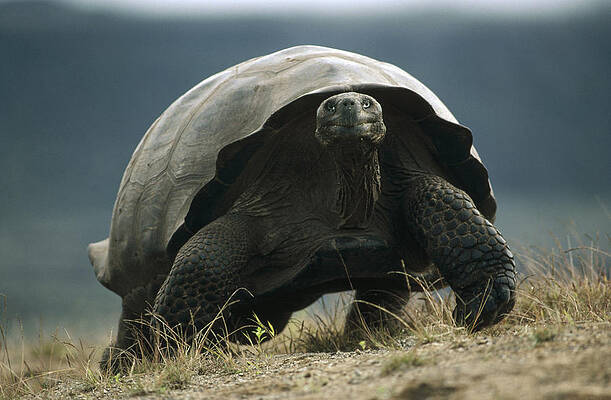 https://render.fineartamerica.com/images/images-profile-flow/400/images-medium-large-5/galapagos-giant-tortoise-smiling-alcedo-tui-de-roy.jpg