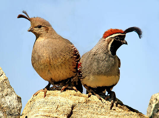 Gambel's Quail by David Salter Gambel's Quail by David Salter