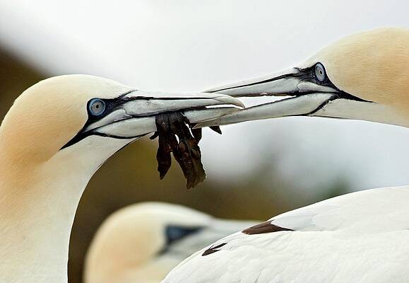 Wall Art - Photograph - Gannets Passing Seaweed Token by Science Photo Library