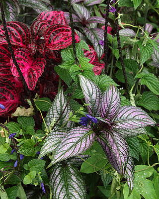 Garden Flora by Robert McKinstry Garden Flora by Robert McKinstry