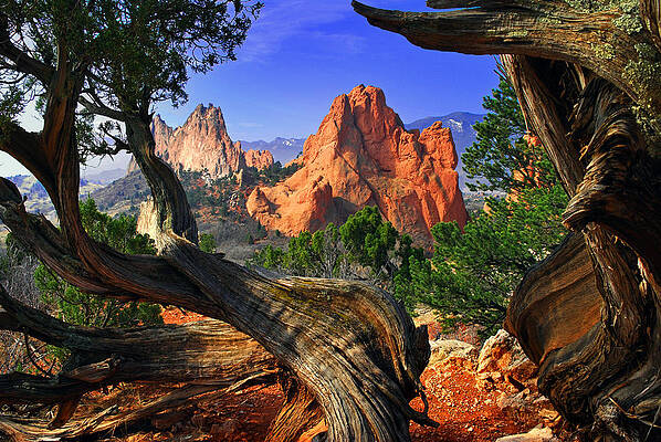 Garden framed by twisted Juniper Trees by John Hoffman Garden framed by twisted Juniper Trees by John Hoffman
