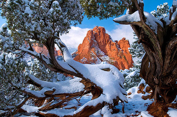 Garden of the Gods framed by Juniper trees by John Hoffman Garden of the Gods framed by Juniper trees by John Hoffman