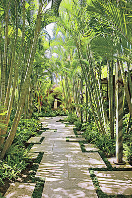 Wall Art - Photograph - Garden Path And Palm Trees by Mary E. Nichols