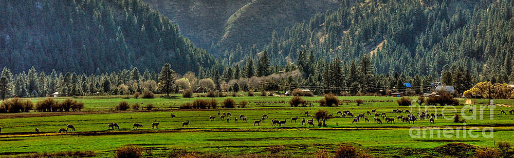 Garden Valley Elk Herd by Sam Rosen Garden Valley Elk Herd by Sam Rosen