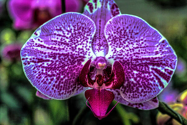 Wall Art - Photograph - Exotic Orchid 24 by Carlos Diaz