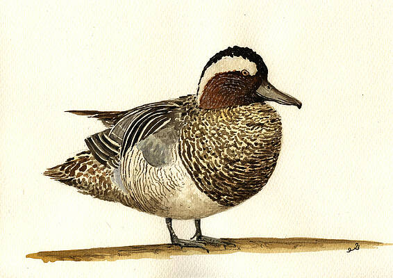 Wall Art - Painting - Garganey duck by Juan  Bosco