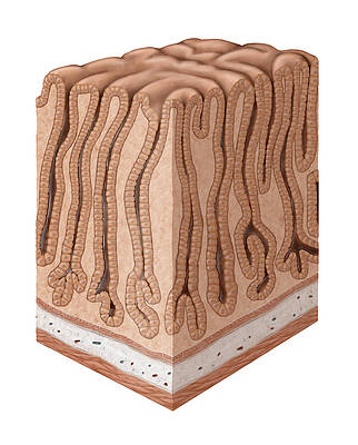 Wall Art - Photograph - Gastric Mucous Membrane, Section by QA International