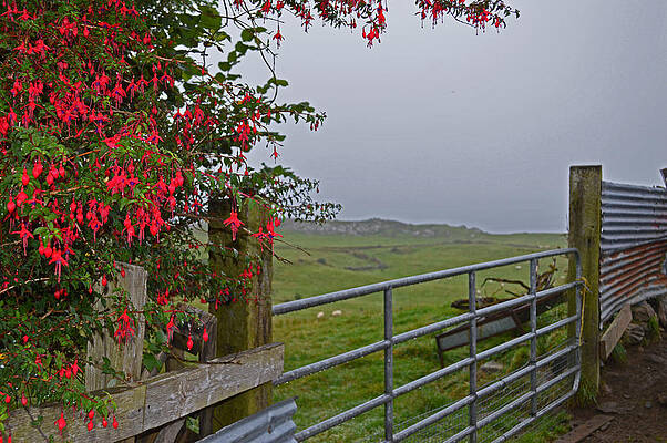 Gate in the Ring of Beara by Jeri Kropp