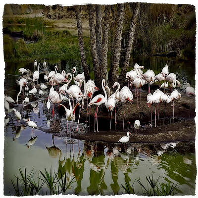 GATHERING by Jerry Golab GATHERING by Jerry Golab