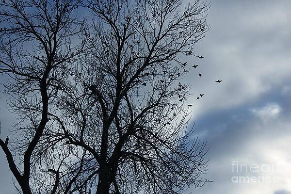Wall Art - Photograph - Gathering place  by Yumi Johnson