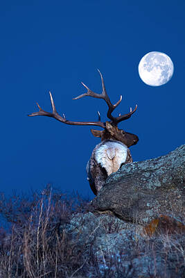 Wall Art - Photograph - Gazing At The Moon by Shane Bechler