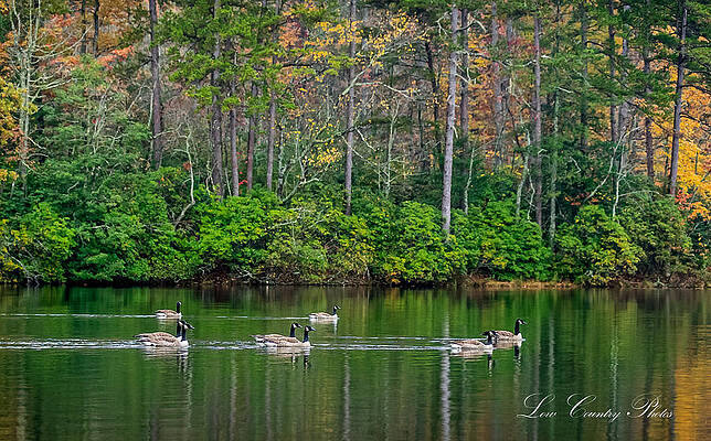 Geese Cruise by Mike Covington Geese Cruise by Mike Covington