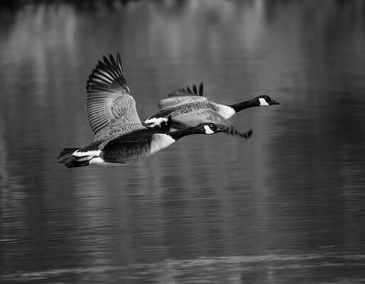 Wall Art - Photograph - Geese in Flight by Kathi Isserman