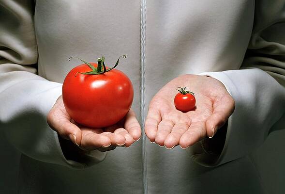 Wall Art - Photograph - Genetic Modification Of Tomatoes by Science Photo Library