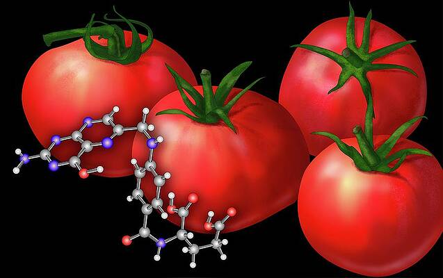 Wall Art - Photograph - Genetically Engineered Tomatoes by Science Photo Library