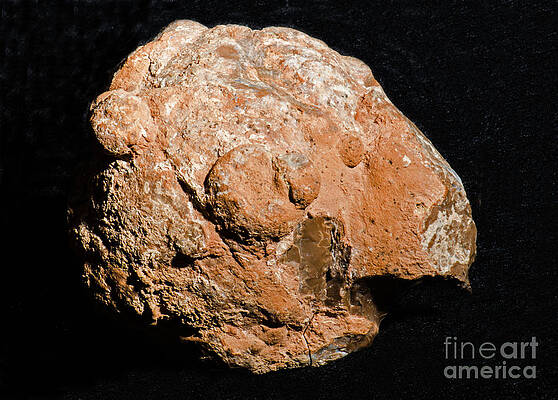 Wall Art - Photograph - Geode Unopened by Millard H. Sharp