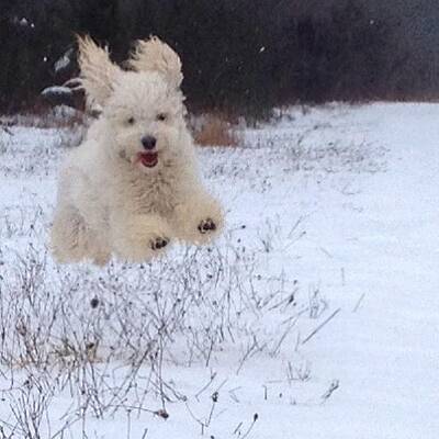 Wall Art - Photograph - Georgie Doesn't Run Like A Normal by Blenda Studio