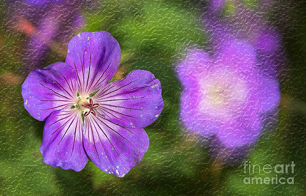 Wall Art - Photograph - Geranium by Bernd Laeschke