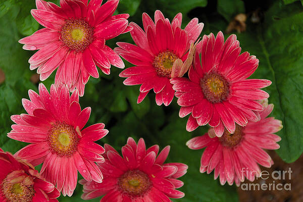 Wall Art - Photograph - Gerber Daisies Cluster by William Norton