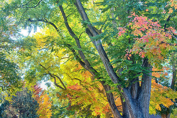 Wall Art - Photograph - Getting Lost in the Colorful Autumn Trees by James BO Insogna
